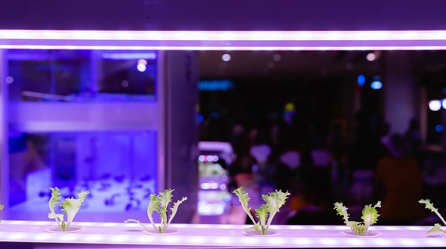 Enterprise Aquatics integrates aquaponics into traditional farming