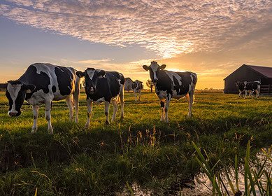 Innovative electrode technique extracts fertilizer from manure