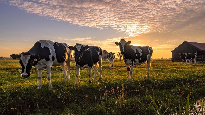 Innovative electrode technique extracts fertilizer from manure