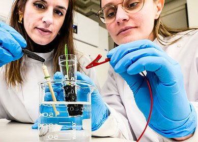 Scientists revolutionize plant growth through electrically conductive soil