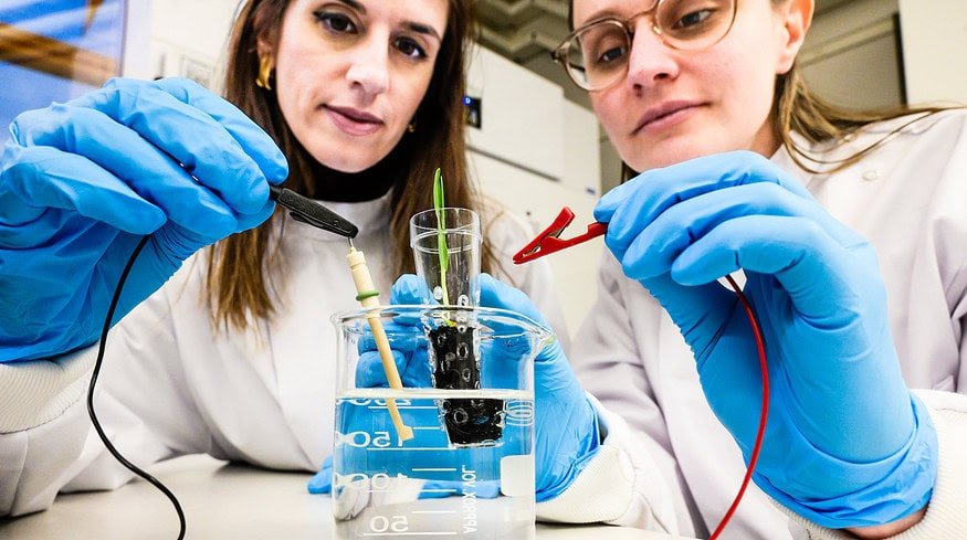 Scientists revolutionize plant growth through electrically conductive soil