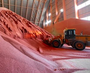 Excavator collects red potassium agricultural fertilizers in warehouse. Prepare chemical plant products for packaging. Mineral salt materials