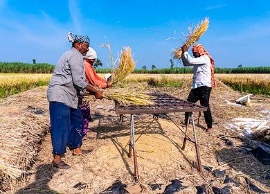 Escalating fertilizer costs trouble Pakistani farmers in Rabi season
