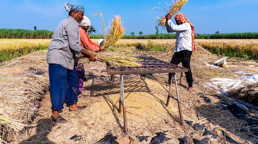 Escalating fertilizer costs trouble Pakistani farmers in Rabi season