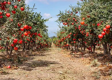 Emergency fund seeks to rebuild Israeli farming communities
