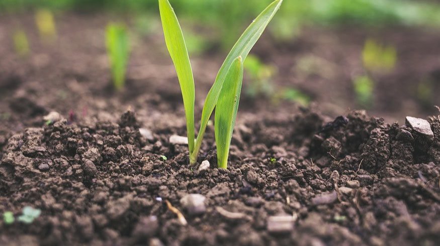 Osaka University showcased biodegradable soil moisture sensor