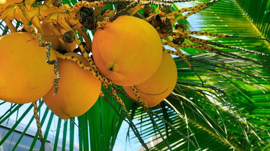 Sri Lanka’s fertilizer shortage causes coconut crisis