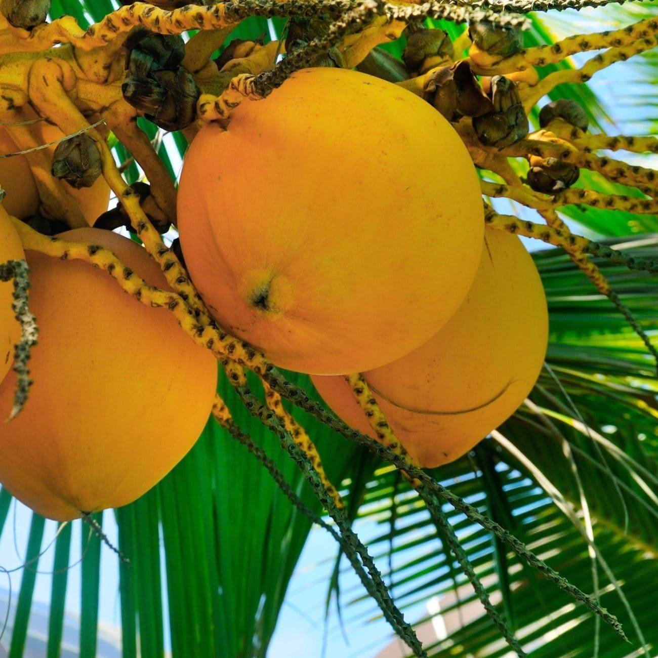 Sri Lanka’s fertilizer shortage causes coconut crisis