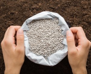 Young adult woman hands holding opened plastic bag with gray complex fertiliser granules on dark soil background. Closeup. Product for root feeding of vegetables, flowers and plants. Top down view.