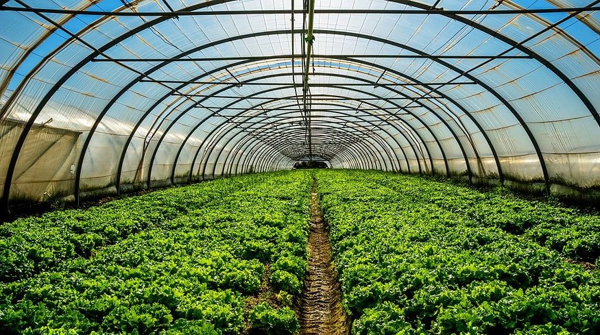 Elevated nitrous oxide emissions detected in greenhouse vegetable farms