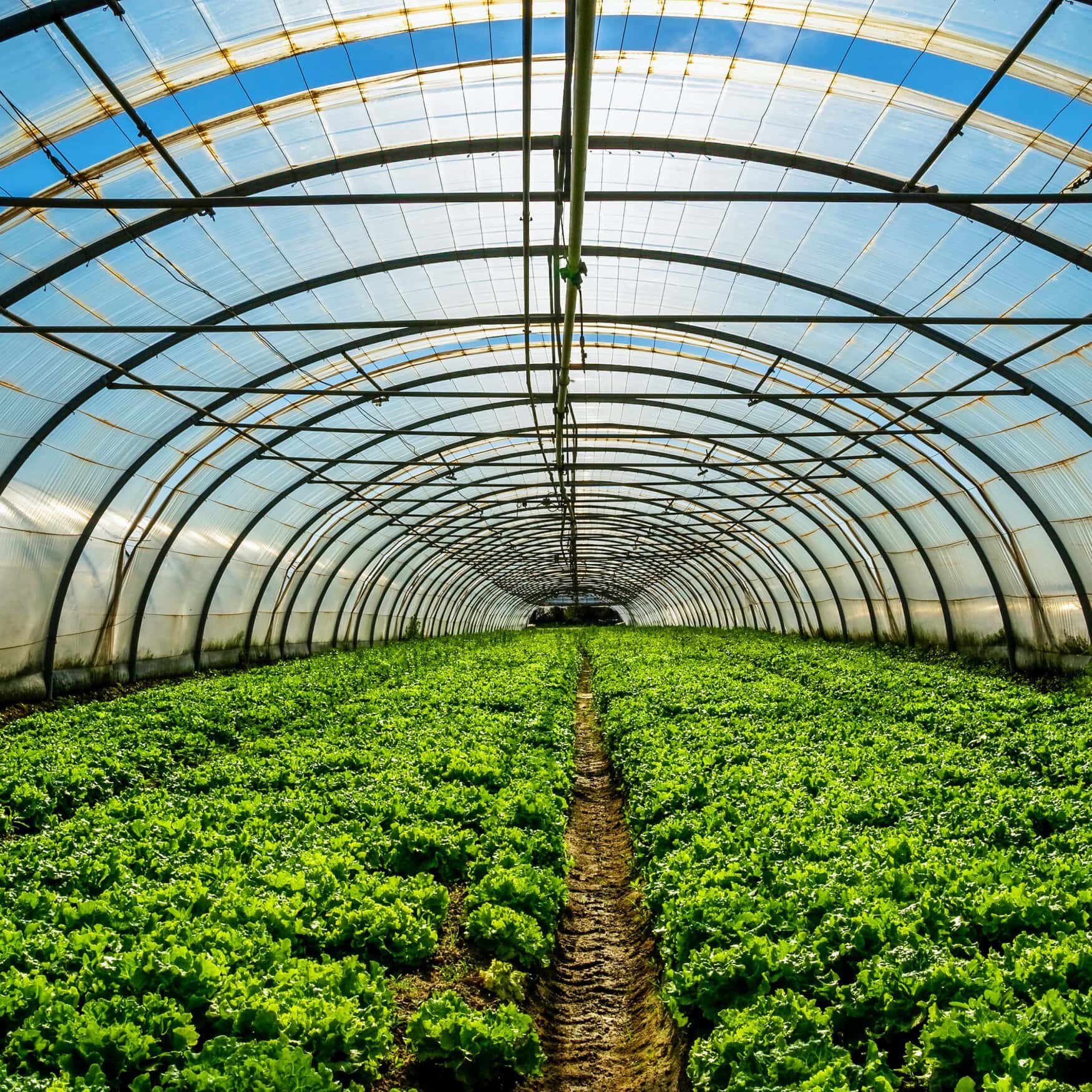 Elevated nitrous oxide emissions detected in greenhouse vegetable farms