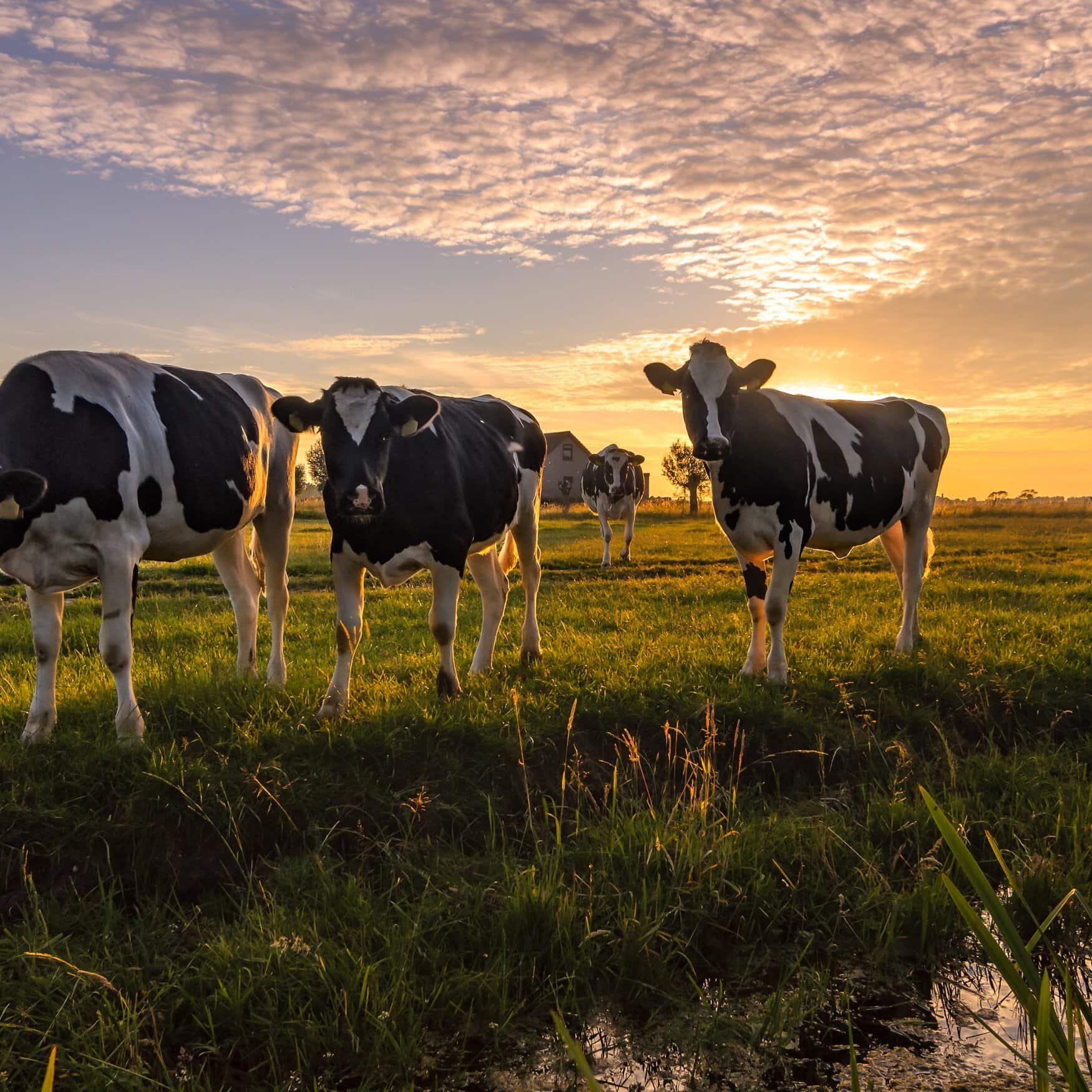 Bion Environmental Technologies introduces new livestock waste Ammonia Recovery System