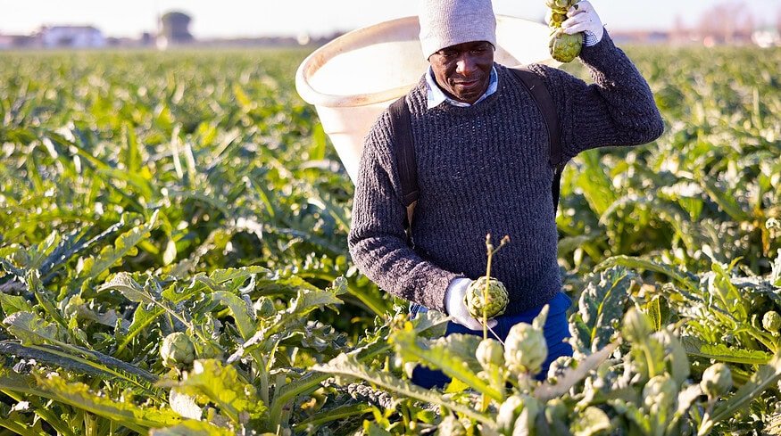 Swedfund boosts Kenyan agriculture with pivotal support for smallholder farmers