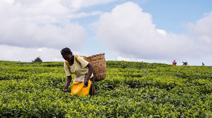 Algeria donates 16,000 tonnes of urea to Kenya