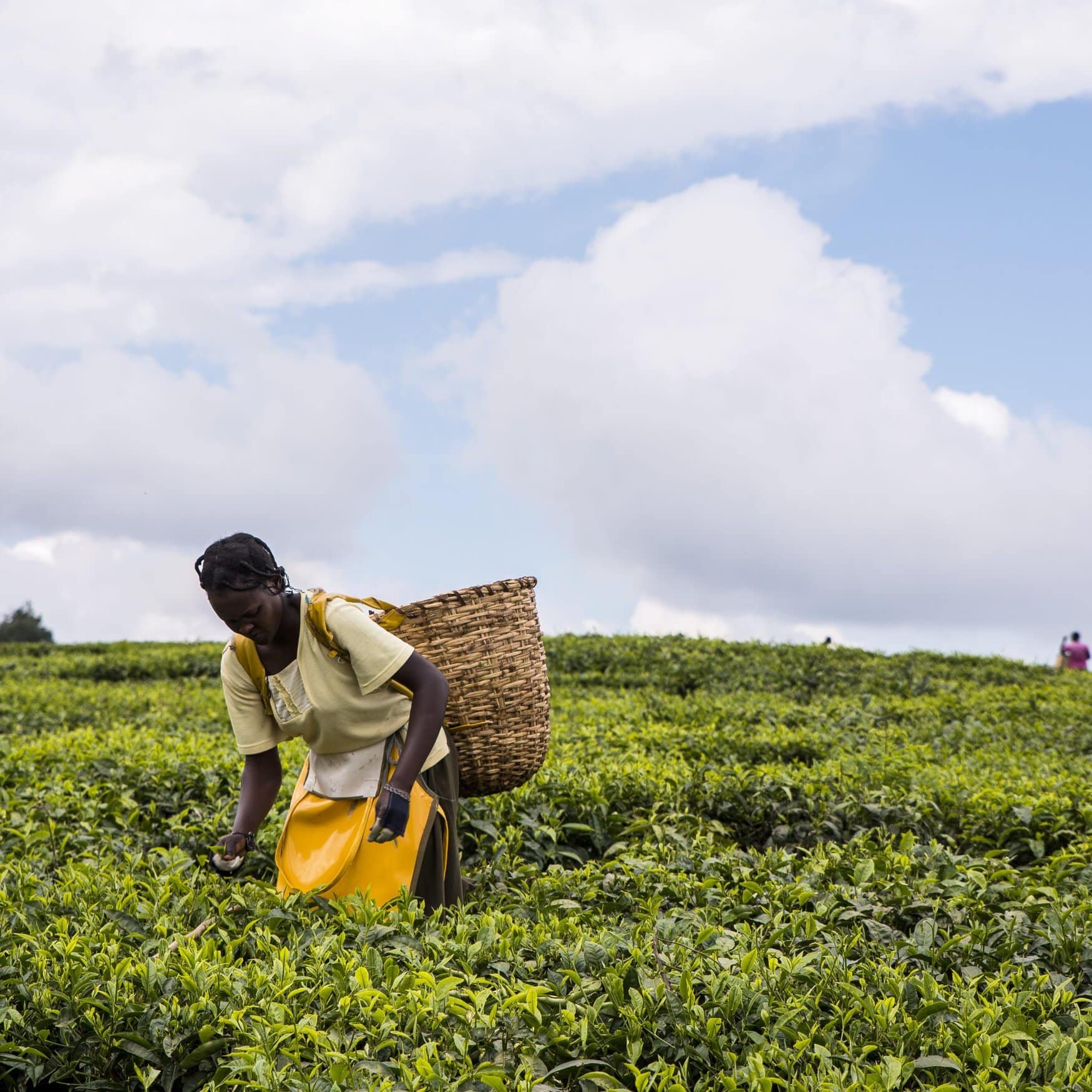 Algeria donates 16,000 tonnes of urea to Kenya