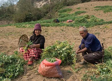 Nepal bolsters agricultural sector with significant urea import to kick off 2024