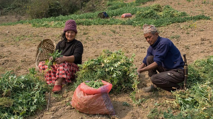 Nepal bolsters agricultural sector with significant urea import to kick off 2024