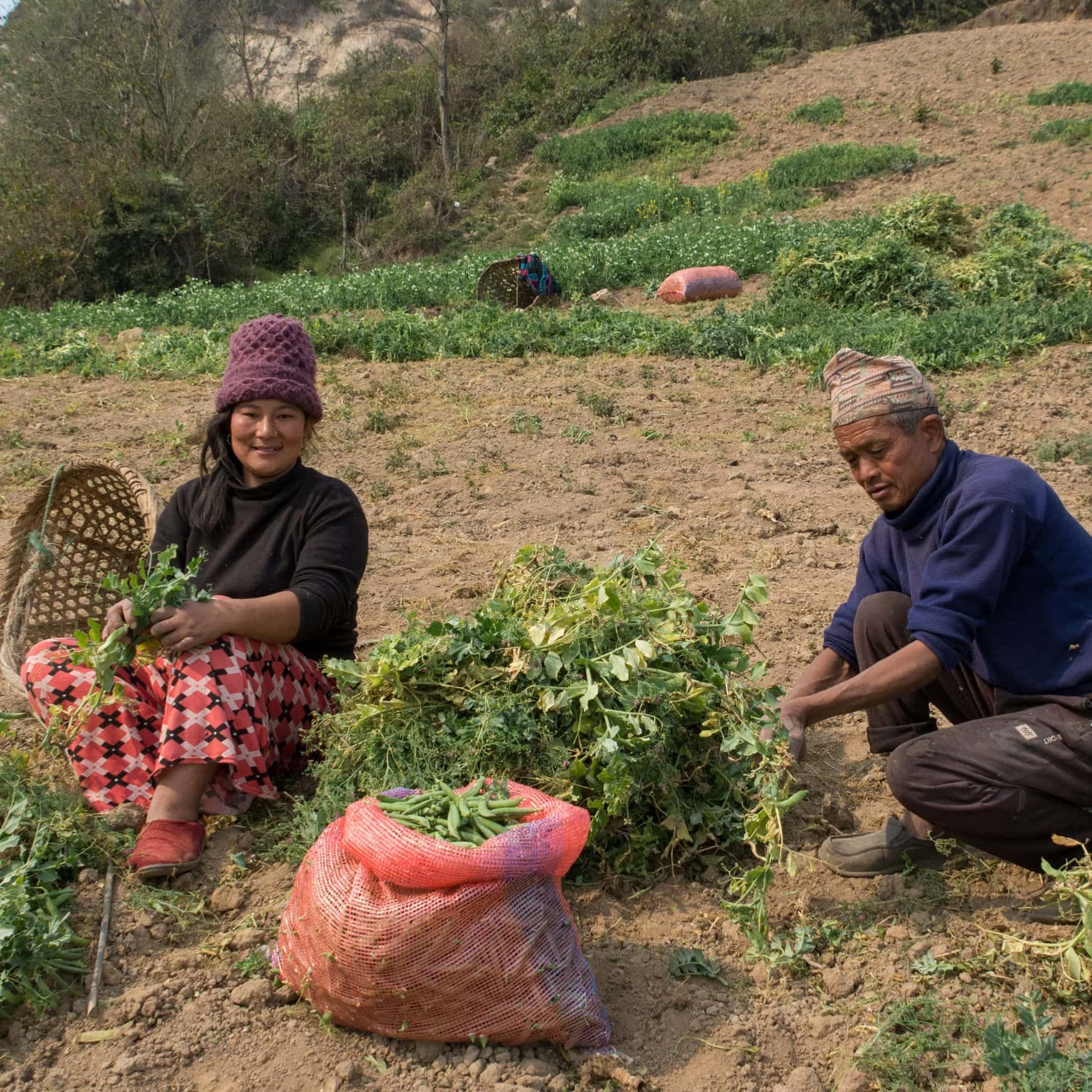 Nepal bolsters agricultural sector with significant urea import to kick off 2024