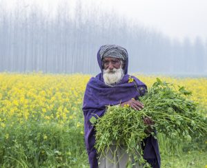 an unidentified person working in agricultural field on  january 11, 2019 in ludhiana, punjab, india