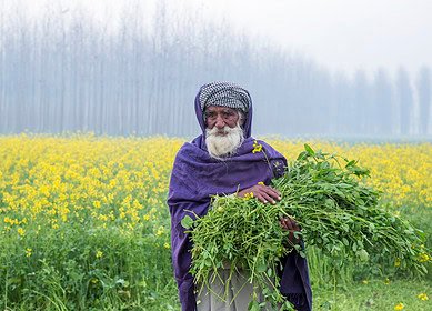 India may launch three bio-fertilizer testing labs in Punjab