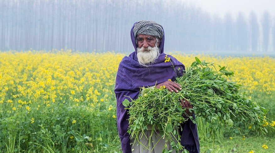 India may launch three bio-fertilizer testing labs in Punjab