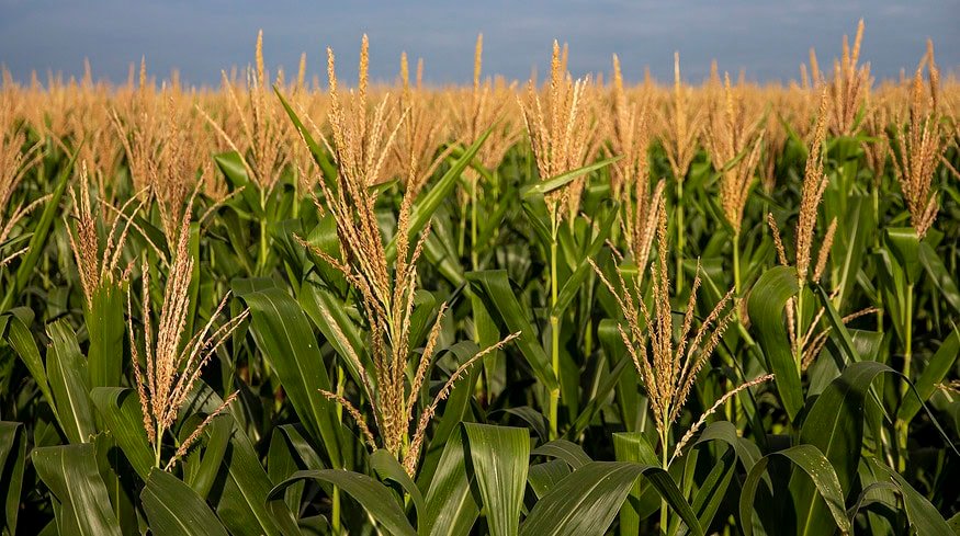 Brazil’s total fertilizer demand to reach 46 million tonnes in 2024 – Mosaic