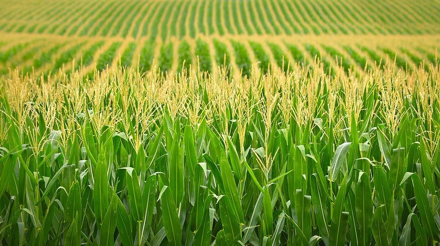 CHS to build fertilizer storage facility in Minnesota