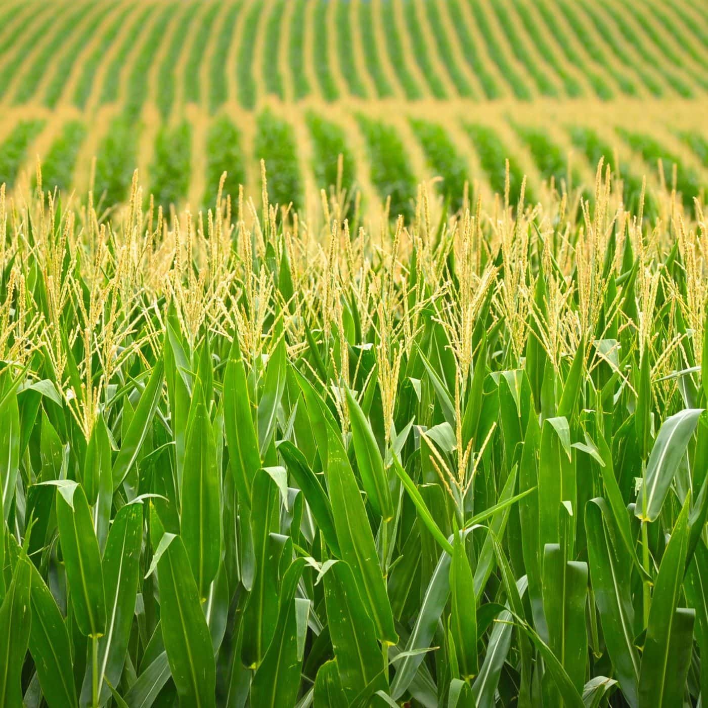 CHS to build fertilizer storage facility in Minnesota