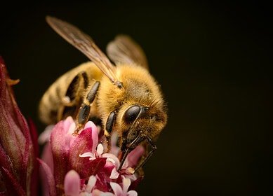 UK government criticized for ’emergency authorization’ of bee-killing pesticide