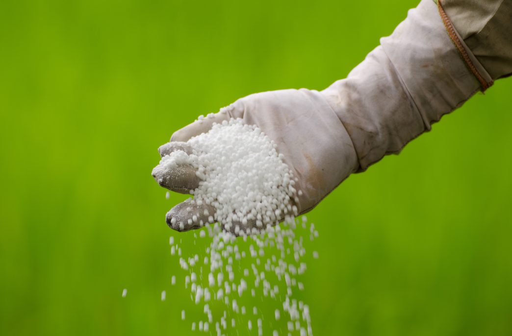 Farmer is pouring chemical fertilizer by hand over green background