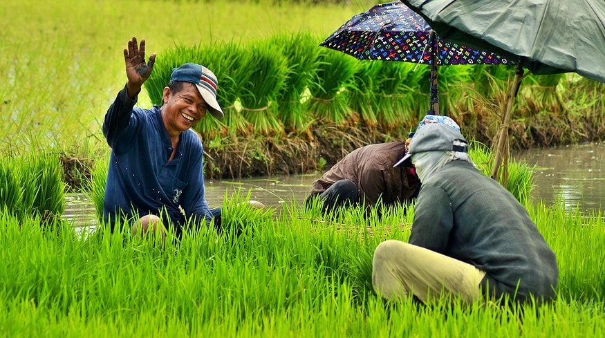 Philippines’ Department of Agriculture initiates new rice cultivation strategies