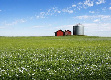 El Niño’s prolonged impact shapes 2024 crop choices