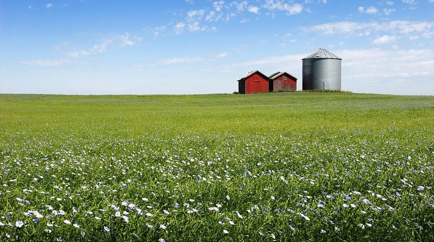 El Niño’s prolonged impact shapes 2024 crop choices