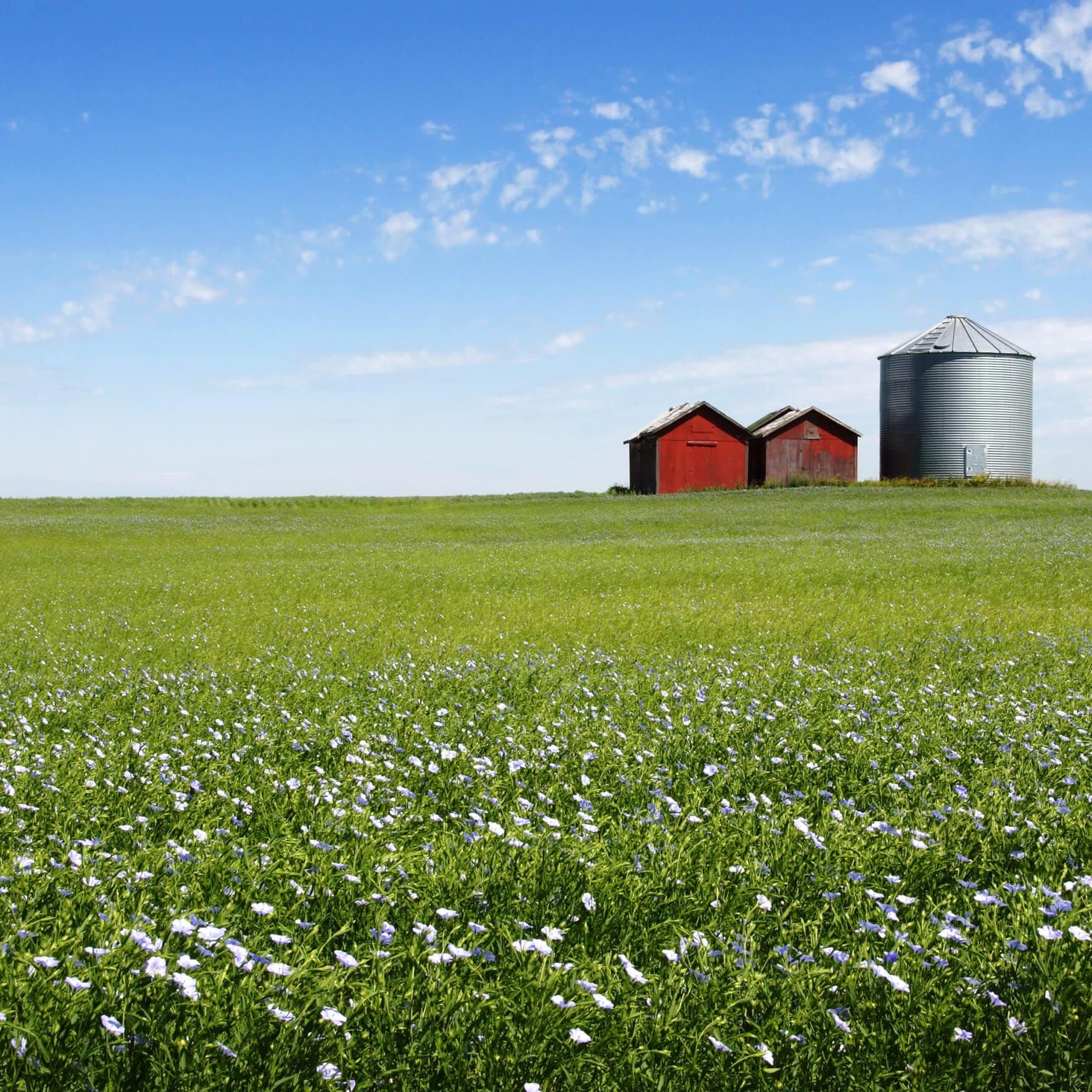 El Niño’s prolonged impact shapes 2024 crop choices