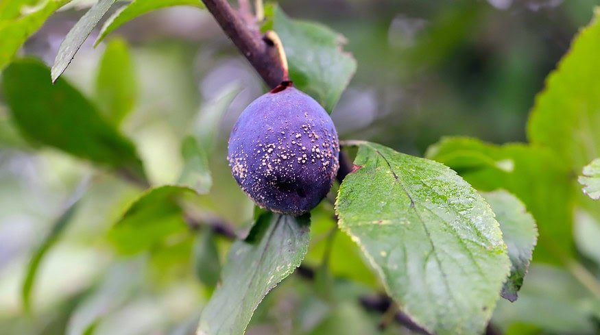 Syngenta and Enko announce fungicide discovery