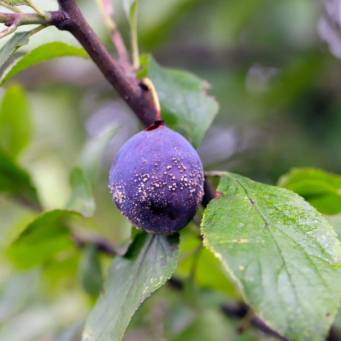 Syngenta and Enko announce fungicide discovery