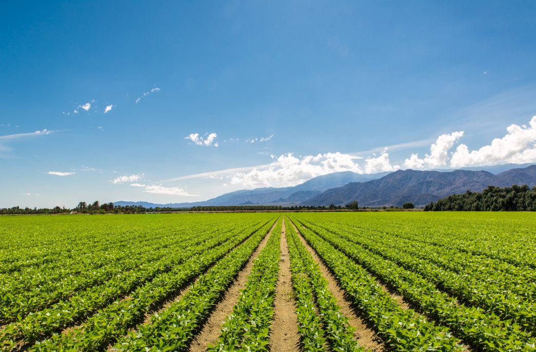 Organic Crops Grow on Fertile Farm Field in California. Vegetables in a row, clear skies and mountains in the background.
