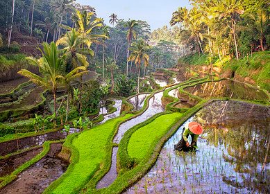 Indonesia plans to increase fertilizer subsidies for 2024