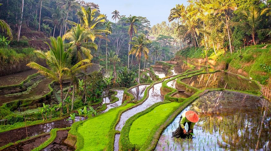 Indonesia plans to increase fertilizer subsidies for 2024