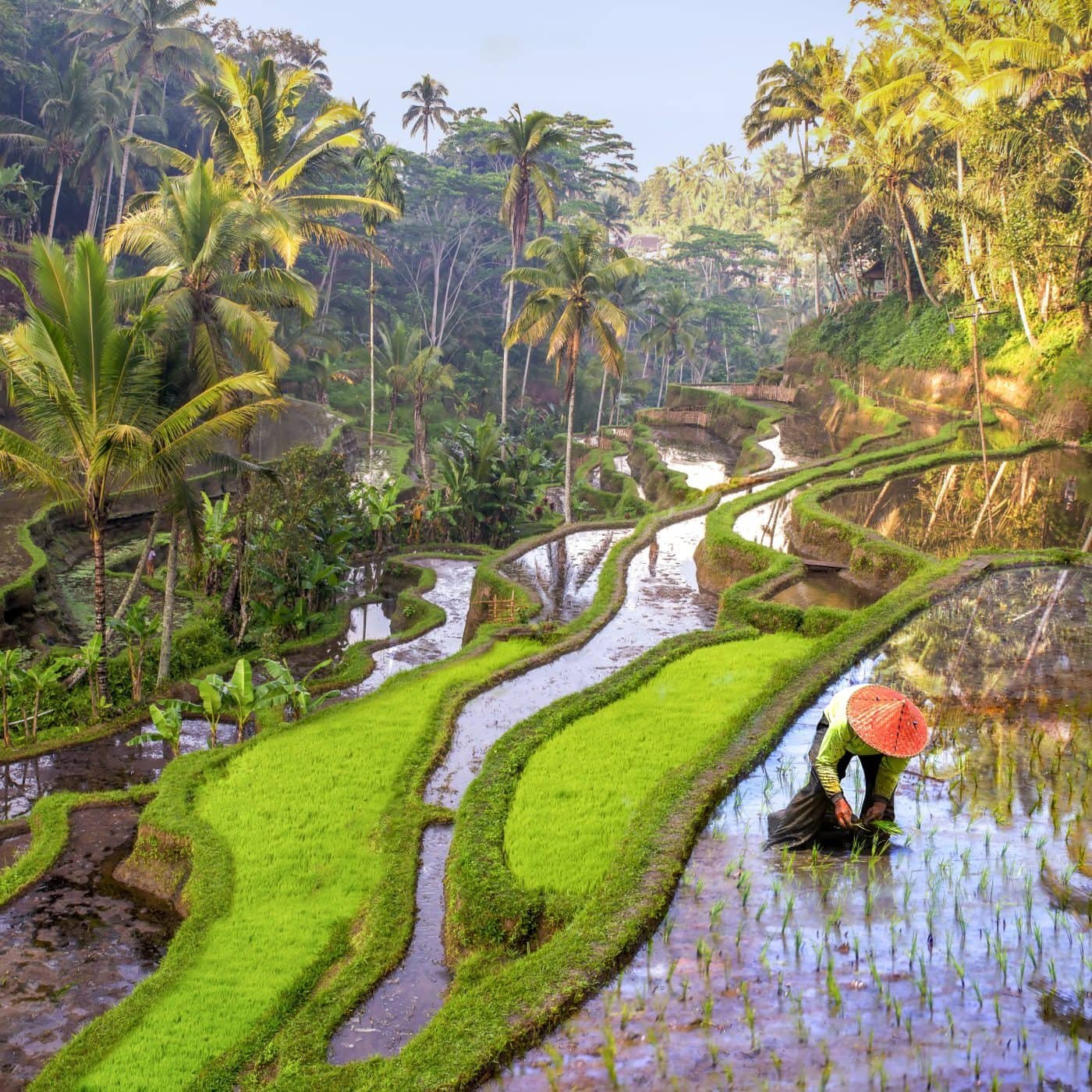 Indonesia plans to increase fertilizer subsidies for 2024