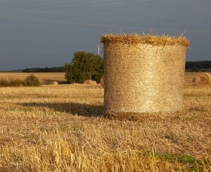 Sunlit cylindrical haystacks against a dark sky.