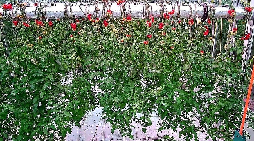 Biomic Agritech promotes upside-down tomato cultivation