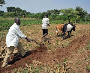 A farmer plows his field in Uganda as his son helps guide the team. The land is rich but lack of water is always a concern.