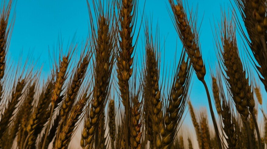 IFC and Descon seek to reduce post-harvest grain losses in Pakistan