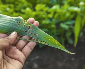 Agronomist examining damaged corn leaf , Corn leaves attacked by worms in maize field.