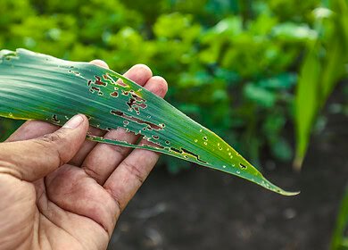 Syngenta and Lavie Bio to develop novel bio-insecticide