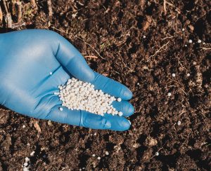 application of nitrogenous fertilizers in soil in early spring, plant care