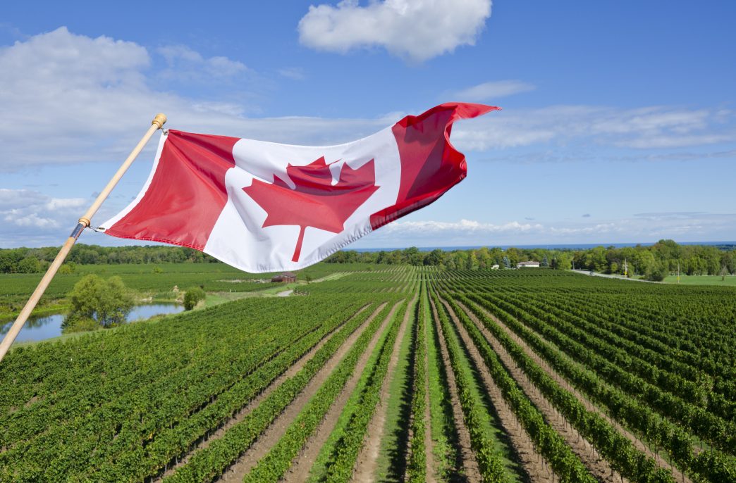 Canadian wine industry in southern Ontario.