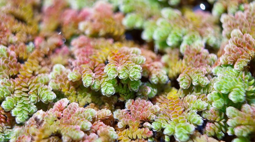 Scientists say common plant could help to tackle food insecurity