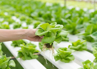 Iowa farmers experimenting with aquaponics